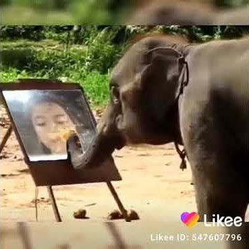 Ada gajah dibalik batu