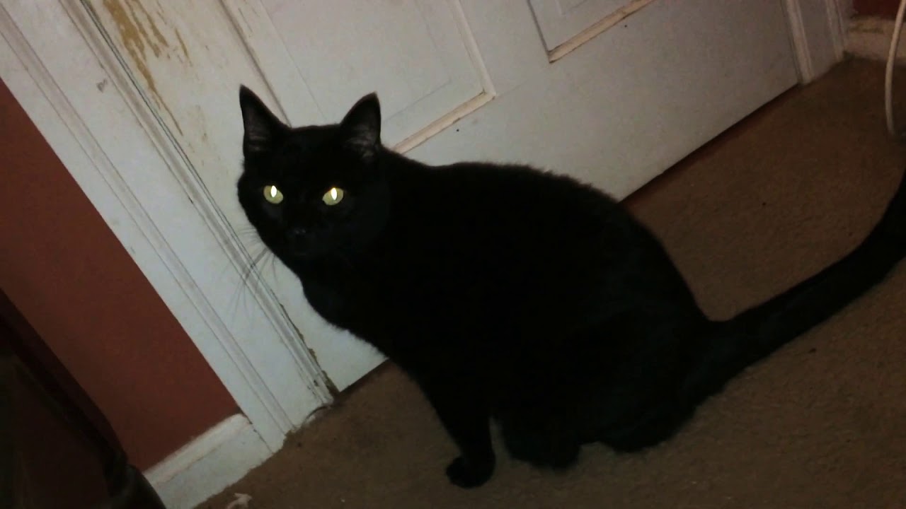 Cat Jumps Up Onto A Bed YouTube