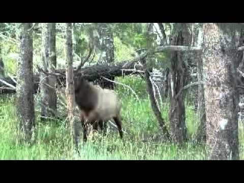 Big Elk Rub
