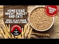 Smallscale grain production  homestead wheat barley and oats  growing grain at home