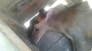 Berburu kambing hutan yang masih hidur