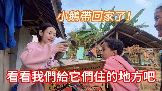 #81：小鵝帶回家了！看看我們給它們住的地方吧。#越南蔥蔥