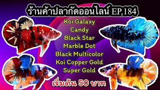 #ขายปลากัด #ร้านค้าปลากัดออนไลน์ep.184 เริ่มต้นที่ 50 บาท หลายสายพันธุ์ให้เลือกซื้อ #ปลากัด #betta