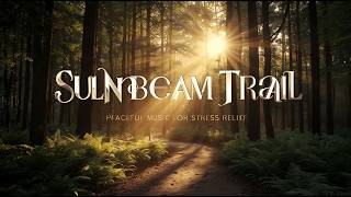 Wander Down a Serene Woodland Path: Sunlight, Trees, and Tranquility | Calming Forest Sounds