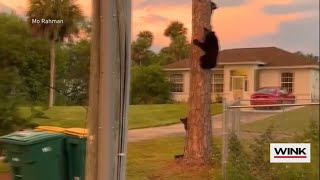 Family of black bears spotted in Golden Gate Estates neighborhood