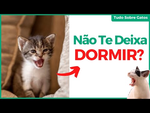 Vídeo: Como Fazer Um Gato Parar De Miar