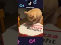 ПРИКОЛЫ с котами 2025 😹 Смешные коты #смешныекоты #смешныеживотные #инстаграм #прикол #смешновидео
