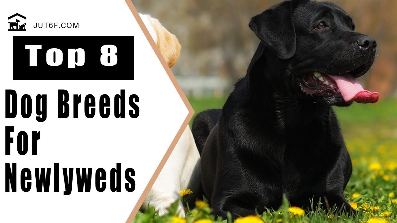 8 Best Dog Breeds For Newlyweds Best Dogs For First Time Owners YouTube