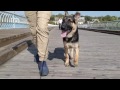Sampson 6 month old GSD 2 week board and train: Chattanooga Dog Trainers Sampson 6 month old GSD 2 week board and train: Chattanooga Dog Trainers