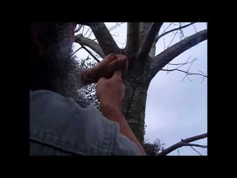 Fresno Es Un Arbol