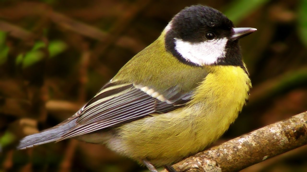 Great Tit - Birds Chirping and Singing - YouTube.