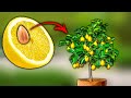  planter un citronnier  partir de ppins chez soi