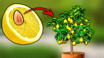 Comment faire pousser un citronnier à partir de pépin ?