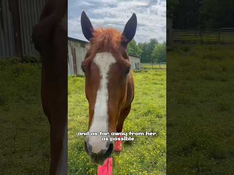 Video: Top 5 Horse Breeds Barrel Racingille