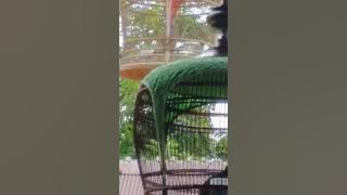 Merbok Azizkutan Kelantan (burung C)