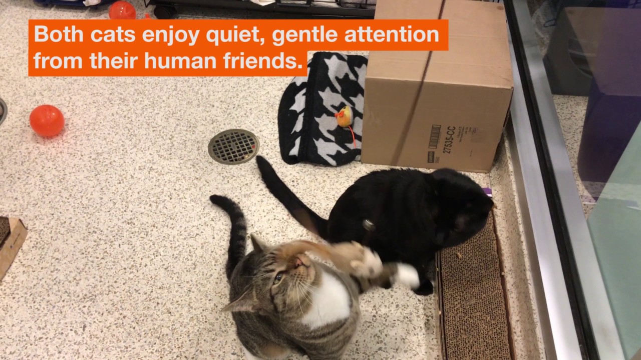 aspca near me ASPCA Pet of the Week: Apri and Odysseus