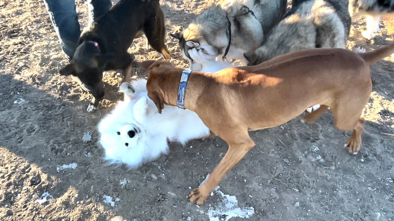 ⁣My Poor Dog Was Bitten By a Large Dog at a Dog Park
