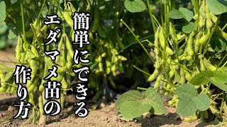 枝豆（エダマメ）栽培【種まき〜苗の作り方〜発芽を揃える裏技】22/3/25