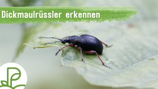 Dickmaulrüssler bekämpfen: Käfer und Larven richtig entfernen
