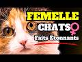 13 faits incroyables que vous ne connaissiez pas sur les chats femelles