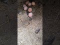 start small dream big #subscribemychannel #chicken