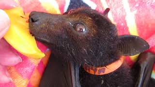 Miss Maya Enjoying Her Mango