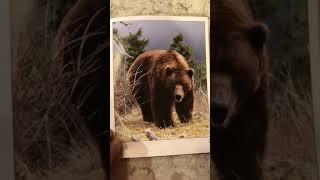 Please Dont Feed The Bears Read Aloud