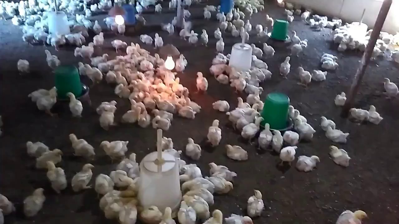 profit in poultry farming new farmer must watch [ 23 ] YouTube