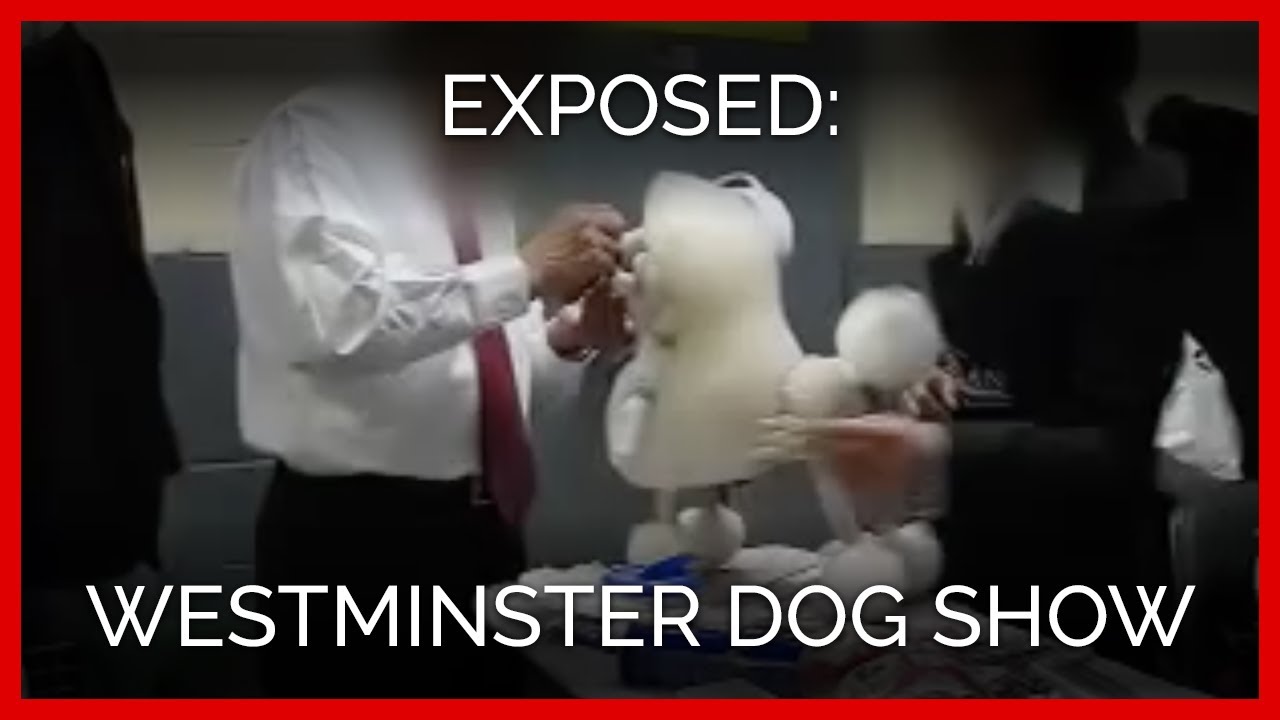 Westminster Dog Show YouTube