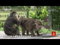 《远方的家》 20200618 行走青山绿水间 友谊使者| CCTV中文国际