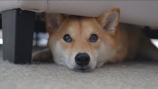 What To Do When My Dog is Under the Bed.