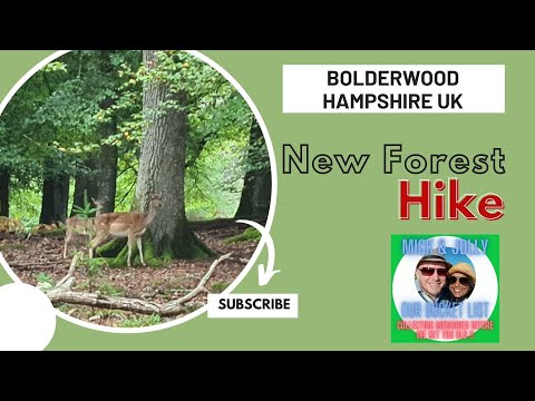 New Forest Hike - Bolderwood