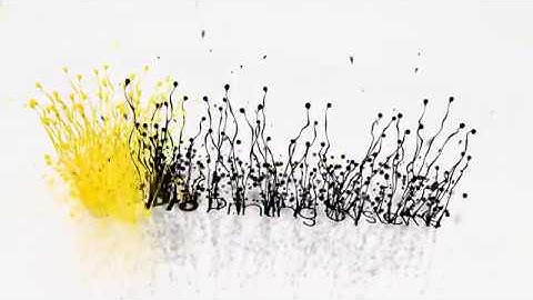 Changing Roll Paper On A Canon imagePROGRAF