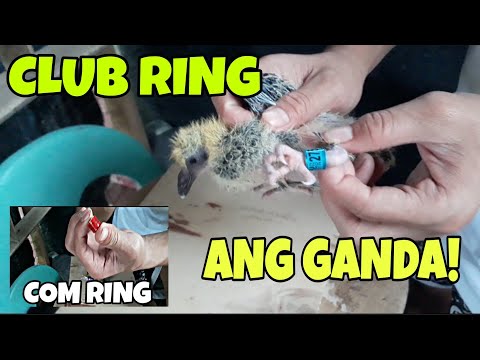 "CLUB RING" AT "COM RING"               ANO PINAGKAIBA BAKIT MASMAHAL CLUB RING SA COMERCIAL RING🤔