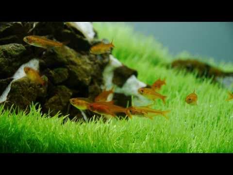 Green Slope |