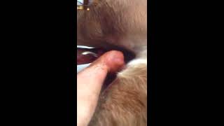 Kastration Kastrieren Pferd Haflinger Hengst