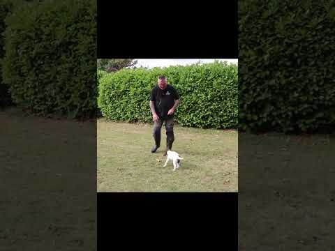 社会化された子犬はこうあるべきです!