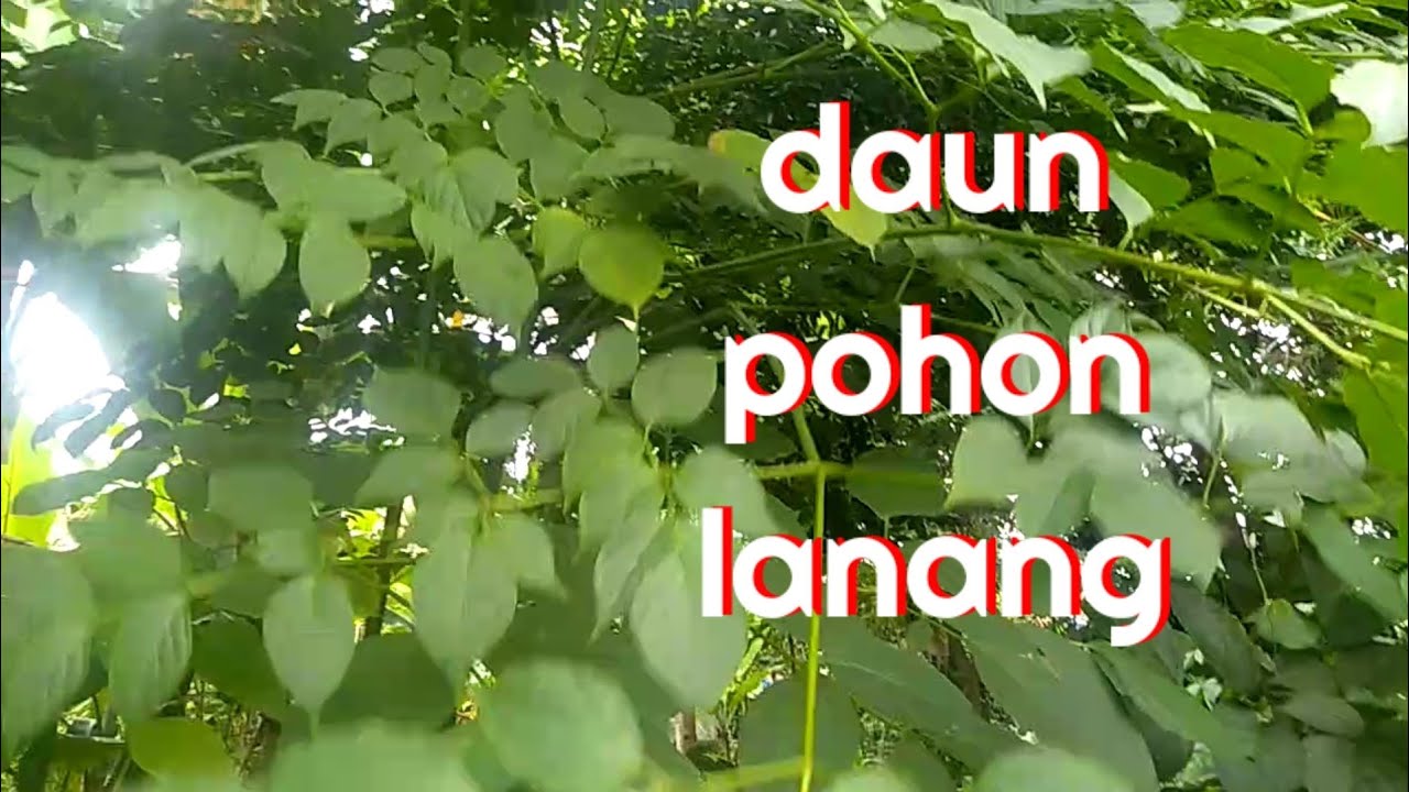 Ini Loh Pohon Lanang Yg Buat Ecoprint YouTube ini-loh-pohon-lanang-yg-buat-ecoprint-youtube