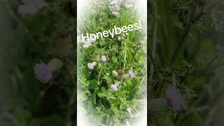 #garden #honeybee #beekeeping #beekeeper #homesteading #homestead #homesteadlife #growyourownfood