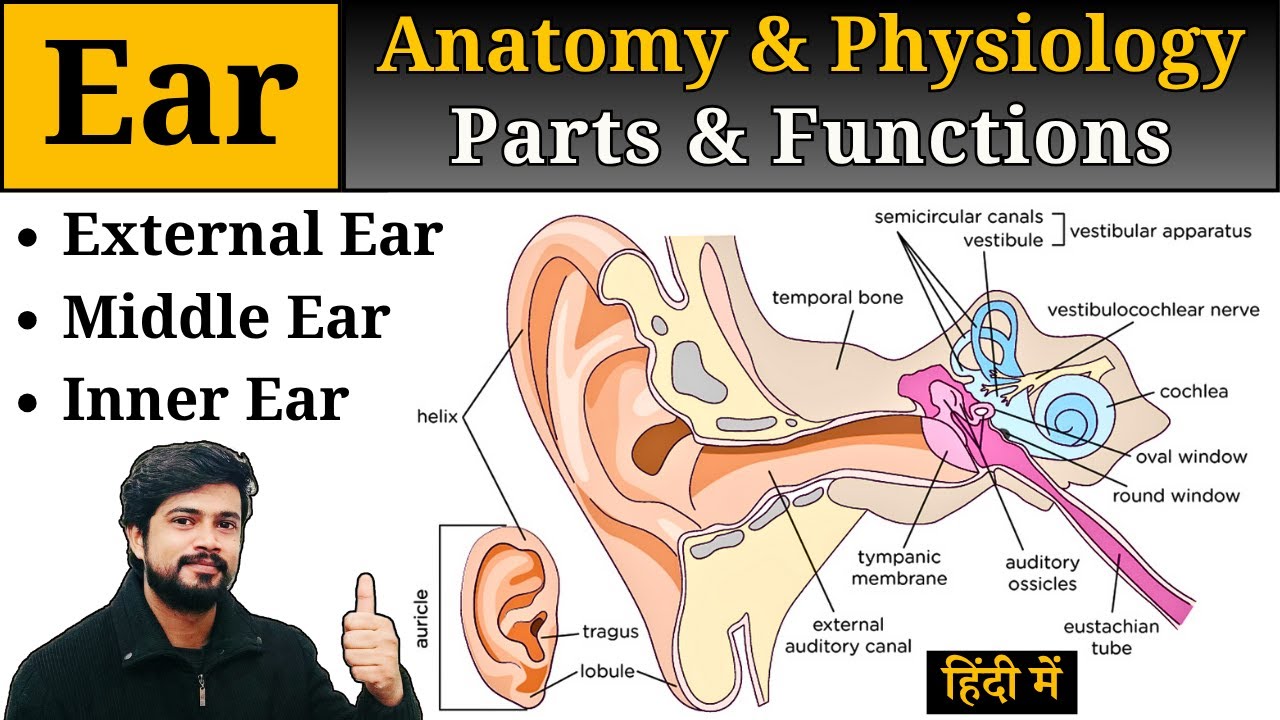 Ear Anatomy and Physiology in Hindi || Ear Parts & Functions || Nursing || Pharmacy | Lab Technician