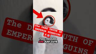 Cute but CREEPY: The Penguin Kidnapping Problem 🐧#darkanimalfacts #penguin #creepyfacts #shorts