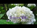 紫陽花みれん