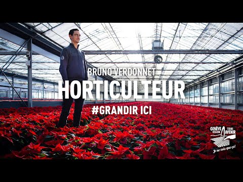 #GRANDIRICI - Etoiles de Noël / Poinsettias I GRTA