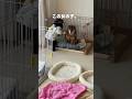 ㊗️200万回再生 胡麻柴に与えられた重大なミッション#柴犬