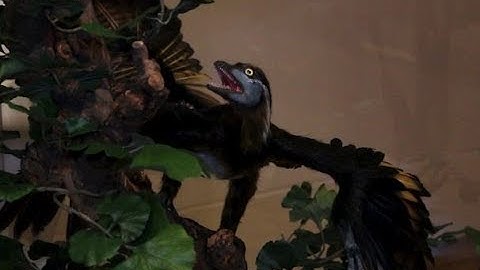 This feathered creature could be the missing link between dinosaurs and birds