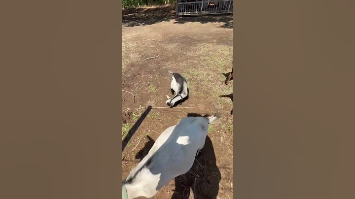 The Sebastopol geese. Scare the goats