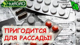 ВОЛШЕБНЫЕ ТАБЛЕТКИ! 5 ПРОСРОЧЕНННЫХ ЛЕКАРСТВ для рассады! Не выбрасывайте, а используйте НА УРОЖАЙ!