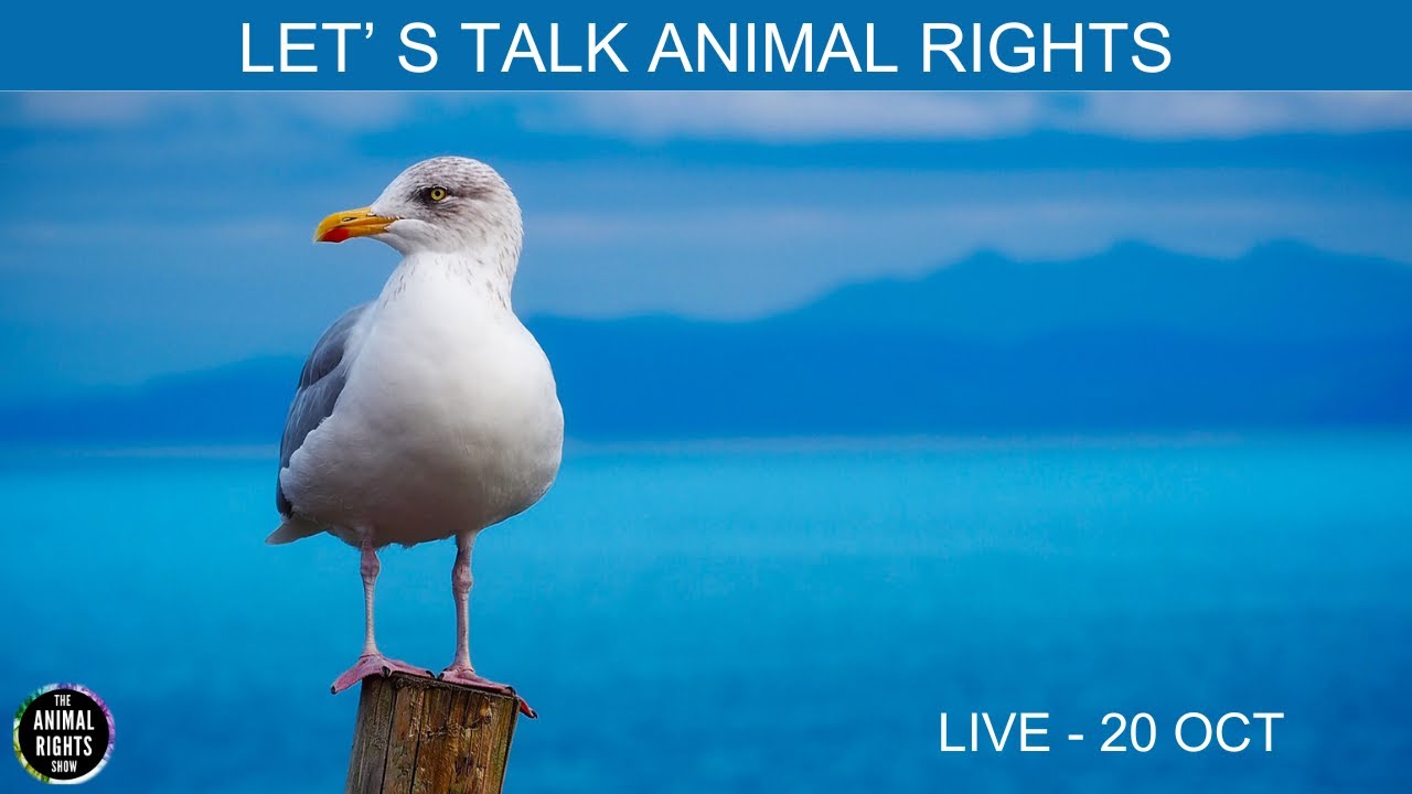Animal Rights Show | Talking With Vegans - YouTube