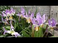 Bulb Log Video Diary Supplement   Erythronium flowering time in the garden