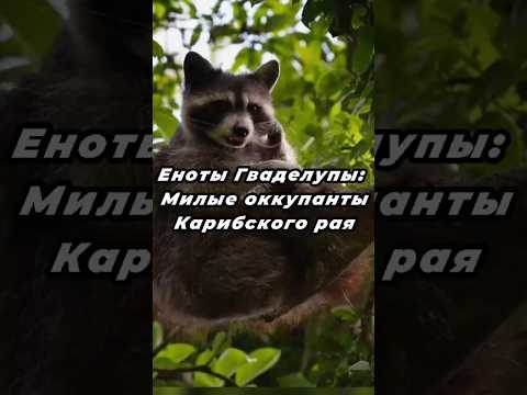 Еноты Гваделупы: Милые оккупанты Карибского рая #animals #facts #intresting #raccoon #shorts
